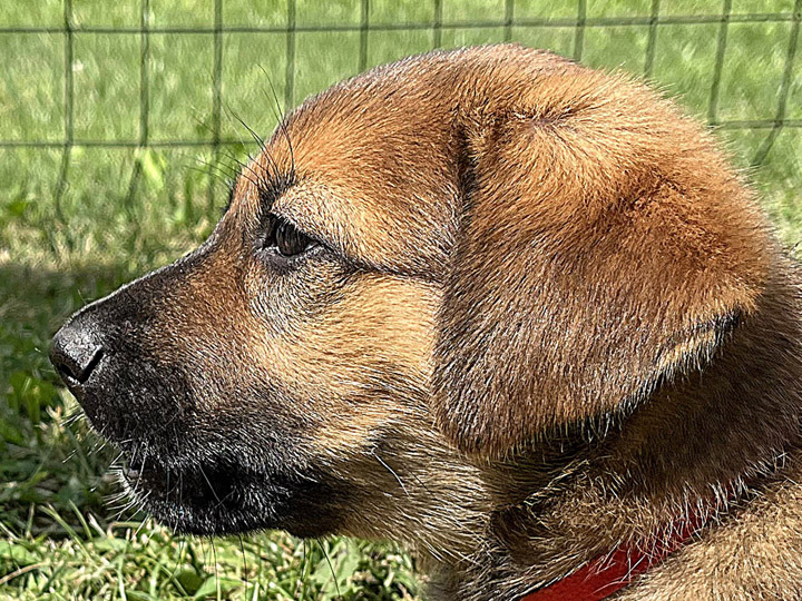 chinook puppy